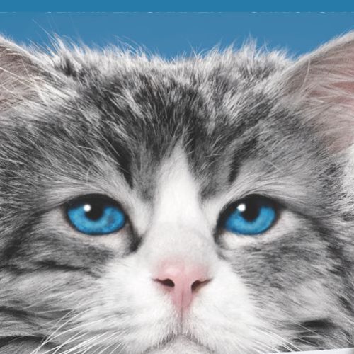 Virei Um Gato é a nova comédia com Kevin Spacey